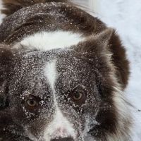 Holistic Veterinary Care ico