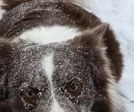Holistic Veterinary Care