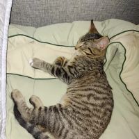 Blackberry Veterinary Center ico
