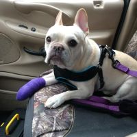 Inver Grove Heights Animal Hospital ico