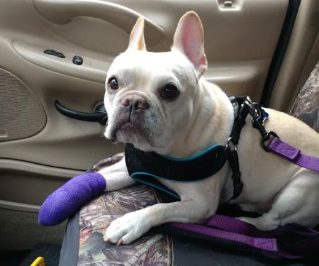 Inver Grove Heights Animal Hospital