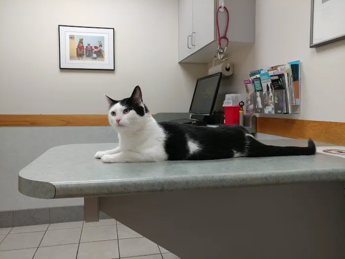 Companion Animal Hospital Picture 1
