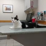 Companion Animal Hospital