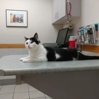 Companion Animal Hospital ico