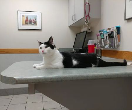 Companion Animal Hospital