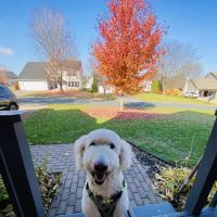 Lexington Pet Clinic ico