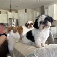 Vet Eye Pros ico
