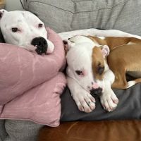 Engmann Veterinary Behavior Consulting, PLLC ico