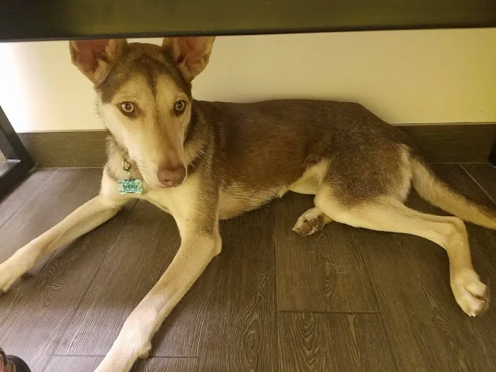 Banfield Pet Hospital Picture 2