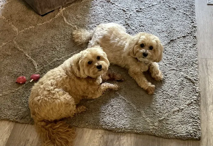 Village Animal Hospital Picture 2