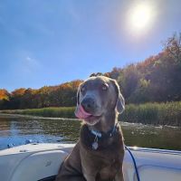 Village Animal Hospital ico