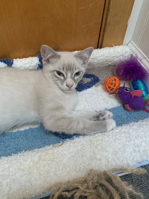 Village Animal Hospital Picture 10