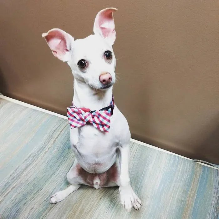 Anderson Lakes Animal Hospital Picture 8