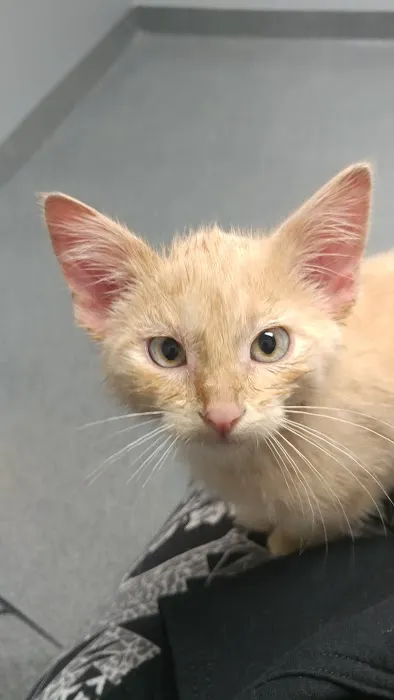 Prairie Village Pet Hospital Picture 10