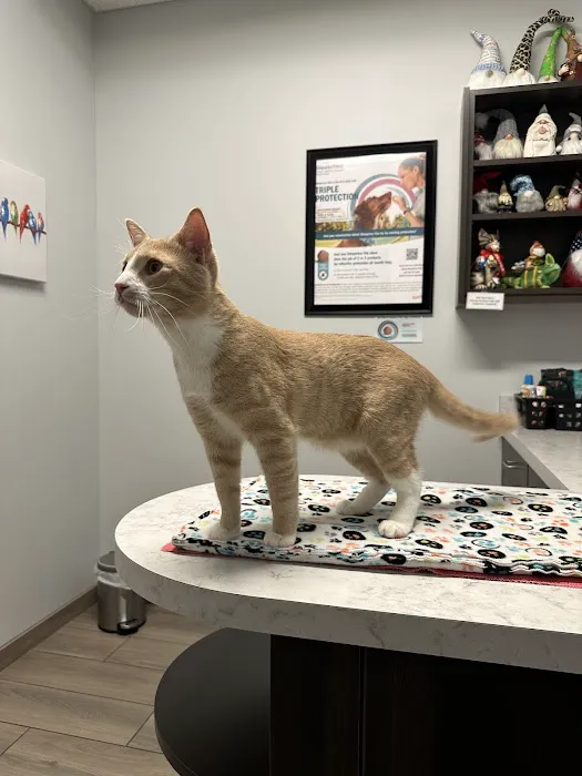 Homey Gnome Veterinary Clinic Picture 3