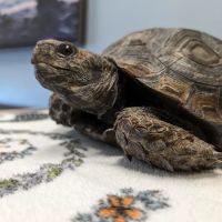 Homey Gnome Veterinary Clinic ico