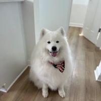 Woodbury Animal Hospital ico