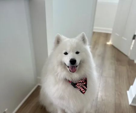 Woodbury Animal Hospital