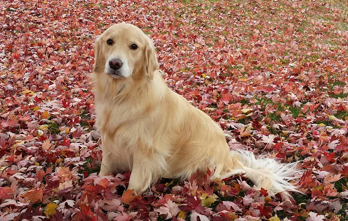 Woodbury Animal Hospital Picture 5