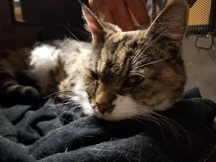 Hudson Road Animal Hospital Picture 2