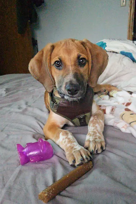 Banfield Pet Hospital Picture 4