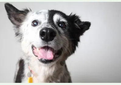 Excelsior Animal Hospital Picture 9