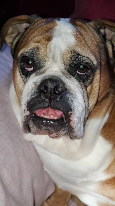 Lake Minnetonka Pet Wellness Center Picture 7
