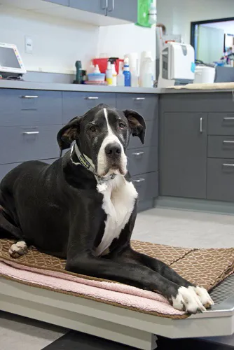 Viking Veterinary Care Picture 2