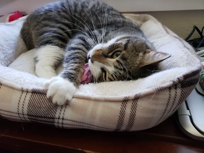 Viking Veterinary Care Picture 6