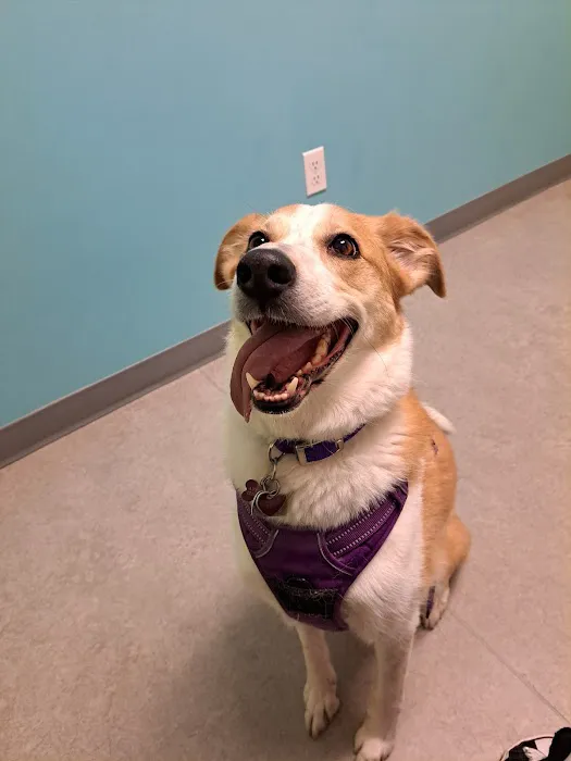 Viking Veterinary Care Picture 7