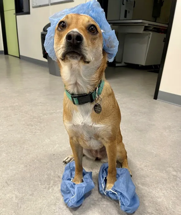 Viking Veterinary Care Picture 10