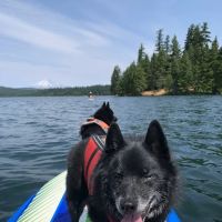 Spruce Veterinary Urgent Care ico