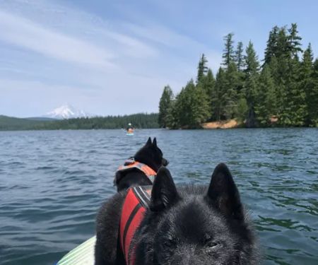 Spruce Veterinary Urgent Care