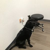 Amberglen Pet Care ico