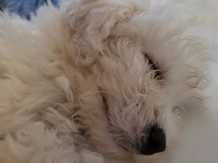 Amberglen Pet Care Picture 6