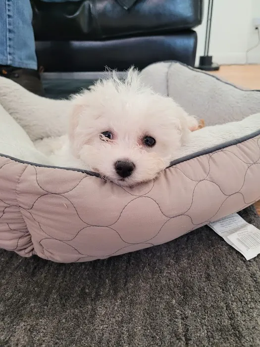Amberglen Pet Care Picture 8