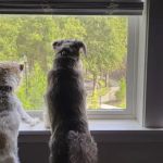 Riverview Animal Hospital