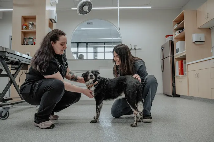 Vancouver Pet Urgent Care Picture 3
