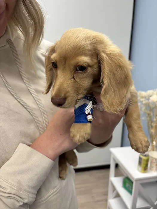 Vancouver Pet Urgent Care Picture 8