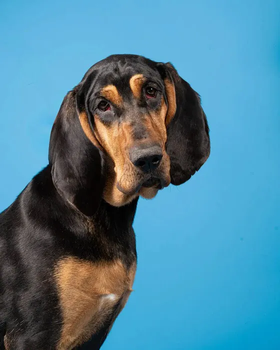 Vancouver Pet Urgent Care Picture 7