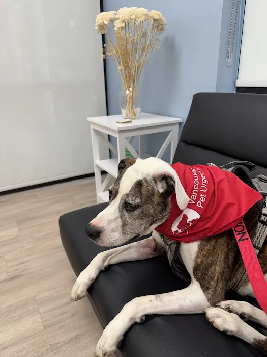 Vancouver Pet Urgent Care Picture 10