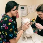 Cascade Park Animal Hospital