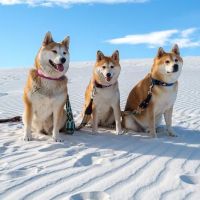 Red Maple Animal Hospital ico