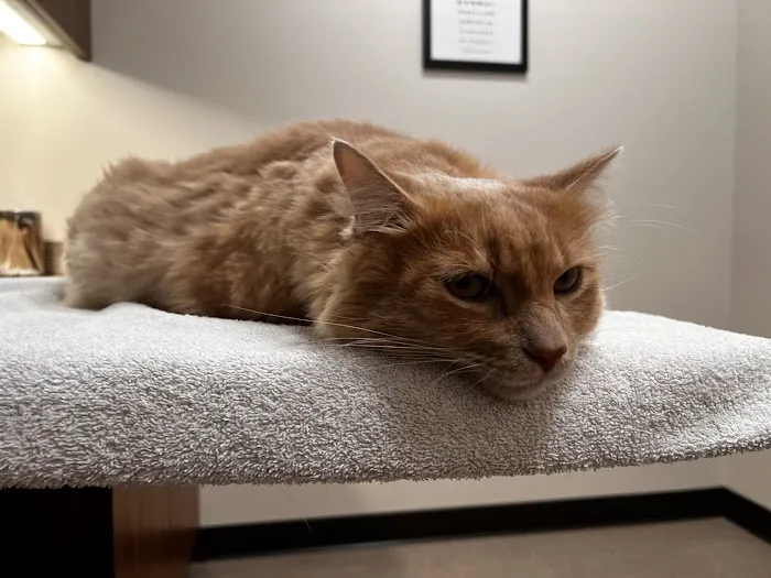 Red Maple Animal Hospital Picture 4