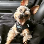 Gresham Animal Hospital