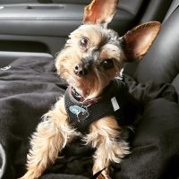 Gresham Animal Hospital ico