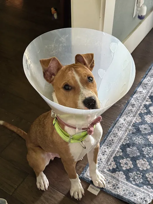 Gresham Animal Hospital Picture 7