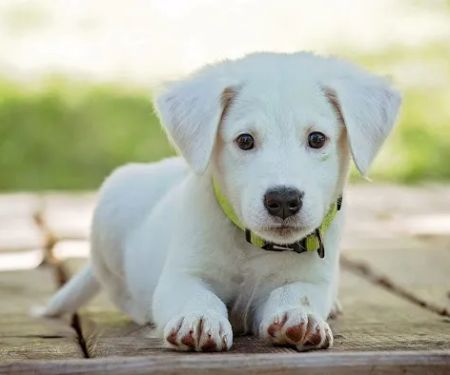 Dogwood Pet Hospital