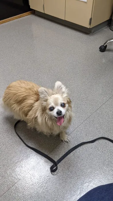 Dogwood Pet Hospital Picture 5
