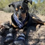 Mt. Hood Pet Medical